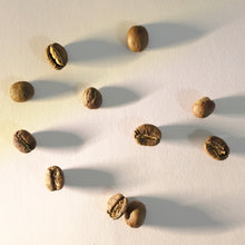 Load image into Gallery viewer, Kenya coffee best Billie Nyaga Estate AB coffee Sydney coffee roasters Fragment coffee roasters the best coffee beans in Sydney best coffee roasters Sydney specialty coffee Nuno Park Australian coffee Australian specialty coffee fully washed process best coffee near me Sydney awarded coffee Melbourne coffee best single origin coffee